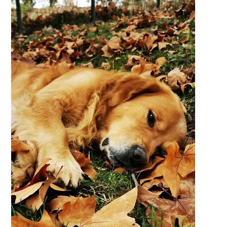 Bienvenue A La Ferme * Castanet-Tolosan