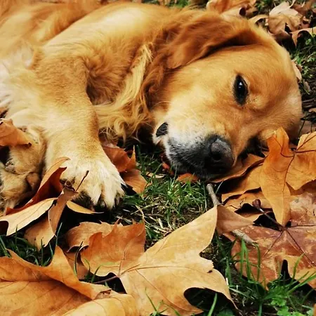 Bienvenue A La Ferme Castanet-Tolosan