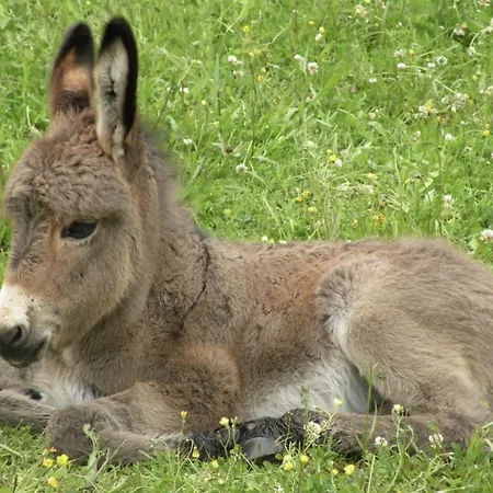 Bienvenue A La Ferme Holiday home Castanet-Tolosan