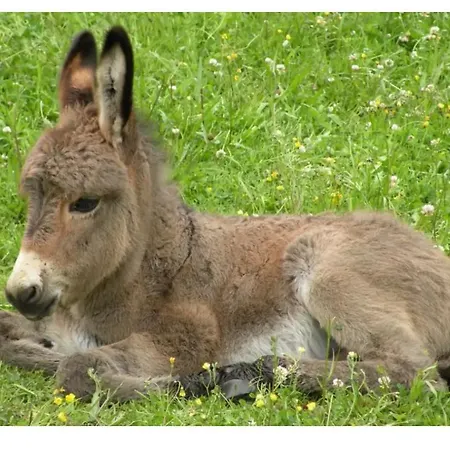 Bienvenue A La Ferme Castanet-Tolosan