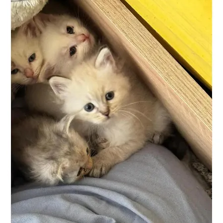 Holiday home Bienvenue A La Ferme